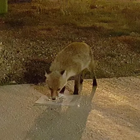 Mama Lina * パッティ