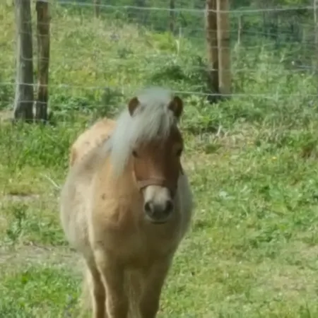 Mama Lina ファームステイ パッティ