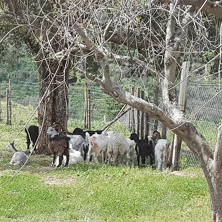 Mama Lina * パッティ